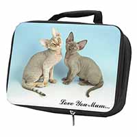 Devon Rex Cats 