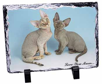 Devon Rex Cats 