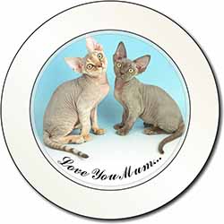 Devon Rex Cats 