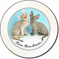 Devon Rex Cats 