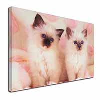 Birman Cat Kittens Canvas X-Large 30"x20" Wall Art Print