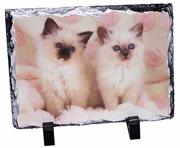 Birman Cat Kittens, Stunning Photo Slate