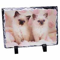 Birman Cat Kittens, Stunning Photo Slate