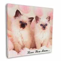 Birman Kittens Cat 