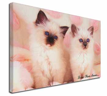 Birman Kittens Cat 