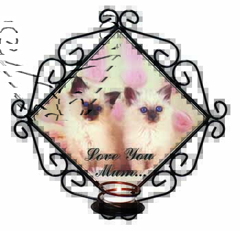 Birman Kittens Cat 