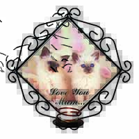 Birman Kittens Cat 