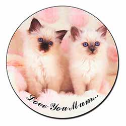 Birman Kittens Cat 