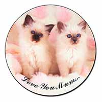 Birman Kittens Cat 