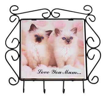 Birman Kittens Cat 