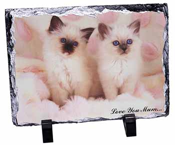 Birman Kittens Cat 