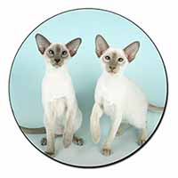 Siamese Cats Fridge Magnet Printed Full Colour