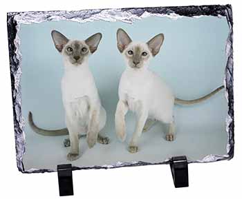 Siamese Cats, Stunning Photo Slate