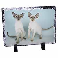 Siamese Cats, Stunning Animal Photo Slate