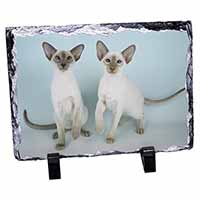 Siamese Cats, Stunning Photo Slate