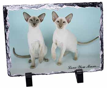 Siamese Cats 