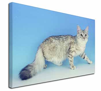 Siberian Silver Cat Canvas X-Large 30"x20" Wall Art Print