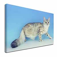Siberian Silver Cat Canvas X-Large 30"x20" Wall Art Print