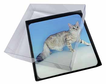 4x Siberian Silver Cat Picture Table Coasters Set in Gift Box