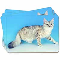 Siberian Silver Cat Picture Placemats in Gift Box