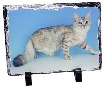 Siberian Silver Cat, Stunning Photo Slate