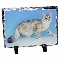 Siberian Silver Cat, Stunning Photo Slate