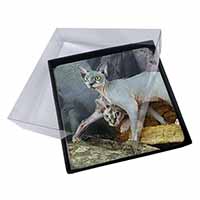 4x Sphynx Cat Picture Table Coasters Set in Gift Box