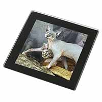 Sphynx Cat Black Rim High Quality Glass Coaster