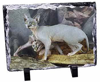 Sphynx Cat, Stunning Photo Slate