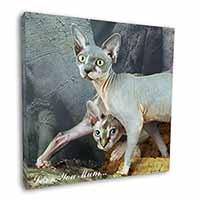 Sphynx Cat 