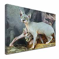 Sphynx Cat 