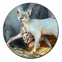 Sphynx Cat 