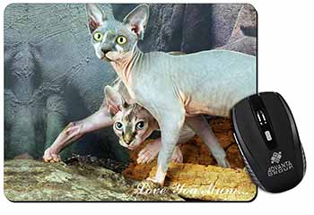 Sphynx Cat 