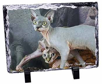 Sphynx Cat 