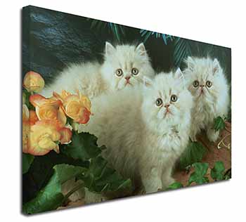 Cream Persian Kittens Canvas X-Large 30"x20" Wall Art Print