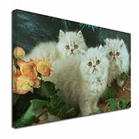 Cream Persian Kittens Canvas X-Large 30"x20" Wall Art Print