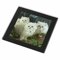 Cream Persian Kittens Black Rim High Quality Glass Coaster