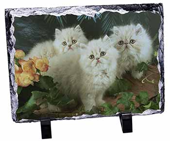 Cream Persian Kittens, Stunning Photo Slate