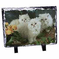Cream Persian Kittens, Stunning Animal Photo Slate