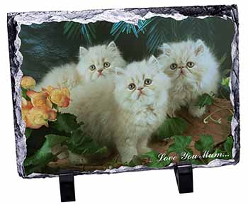 Persian Kittens 