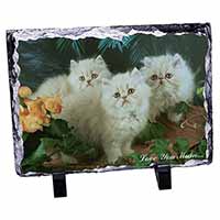 Persian Kittens 