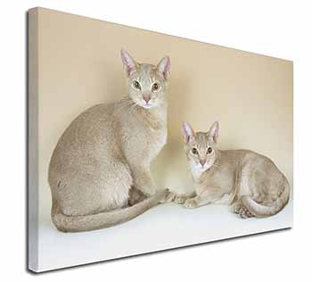 Abyssynian Cats Canvas X-Large 30"x20" Wall Art Print