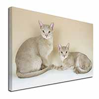 Abyssynian Cats Canvas X-Large 30"x20" Wall Art Print