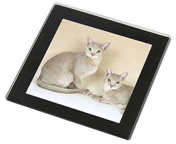Abyssynian Cats Black Rim High Quality Glass Coaster