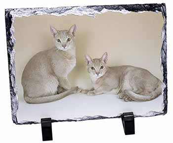 Abyssynian Cats, Stunning Photo Slate