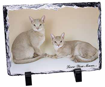 Abyssynian Cats 