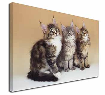 Cute Maine Coon Kittens Canvas X-Large 30"x20" Wall Art Print