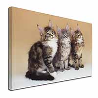 Cute Maine Coon Kittens Canvas X-Large 30"x20" Wall Art Print