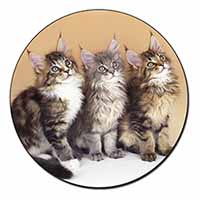 Cute Maine Coon Kittens Fridge Magnet Printed Full Colour