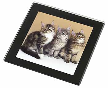 Cute Maine Coon Kittens Black Rim High Quality Glass Coaster